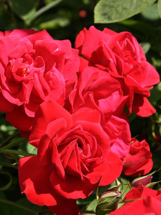 Blüte der Rose Gruß an Heidelberg