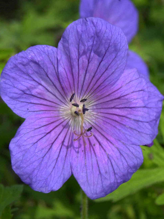 Geranium himalayense 'Gravetye', Himalaja-Storchschnabel, Wiesenstorchschnabel