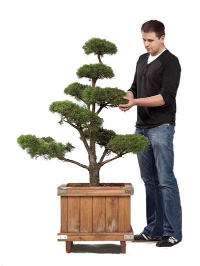 Pinus sylvestris - Bonsai, XXL-Produkt