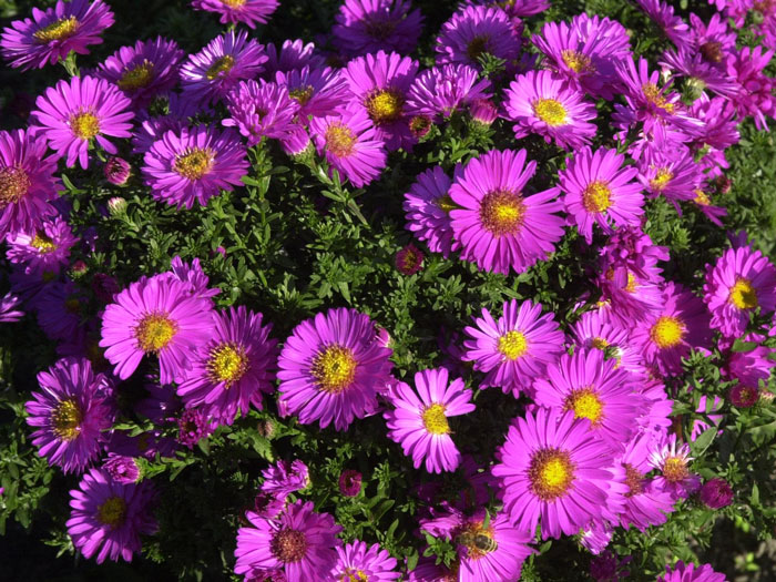 Aster dumosus 'Starlight', Kissen-Aster, Herbst-Aster