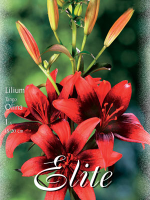 Asiatische Lilien-Hybride 'Tango Olina', Lilium (Art.Nr. 521681)