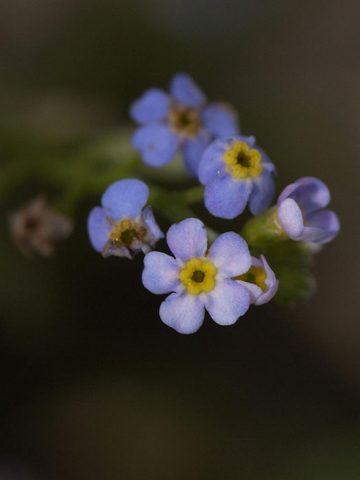 Myosotis palustris, Sumpfvergissmeinnicht