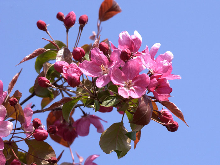 Malus sargentii 'Rudolph', Zierapfel - Hochstamm