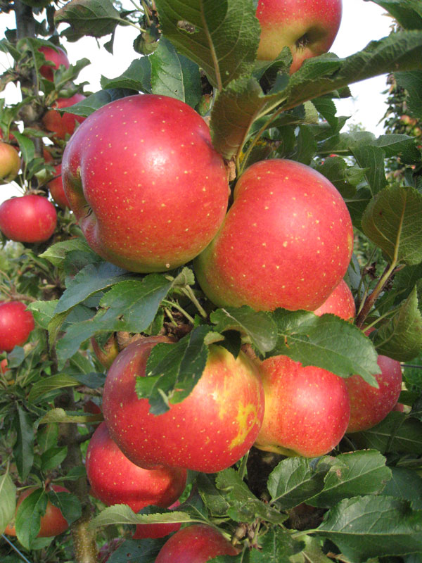 Säulenapfel 'Jucunda' ®