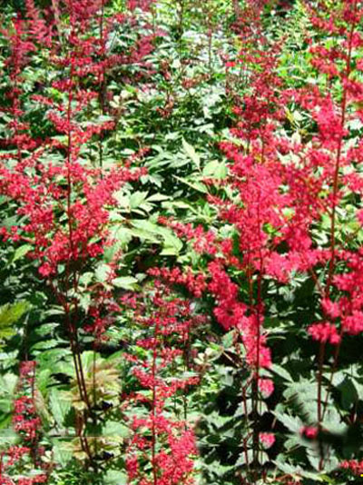 Flächendeckende Bepflanzung mit der Astilbe 'Radius'