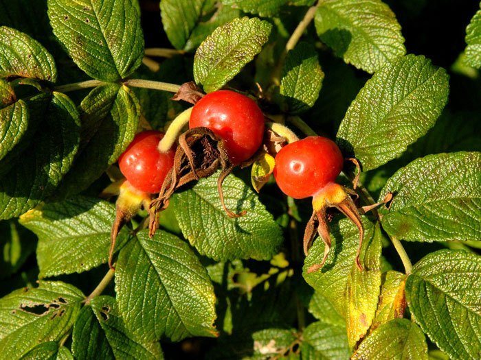 Weiße Kartoffelrose Hagebutten