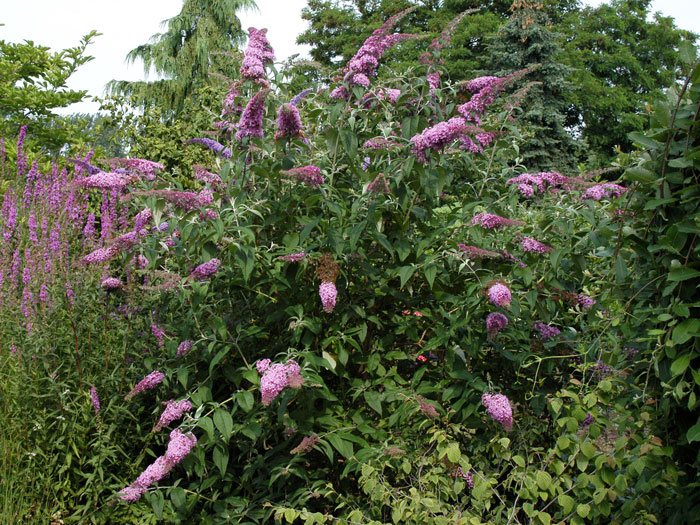 Sommerflieder 'Pink Delight' 