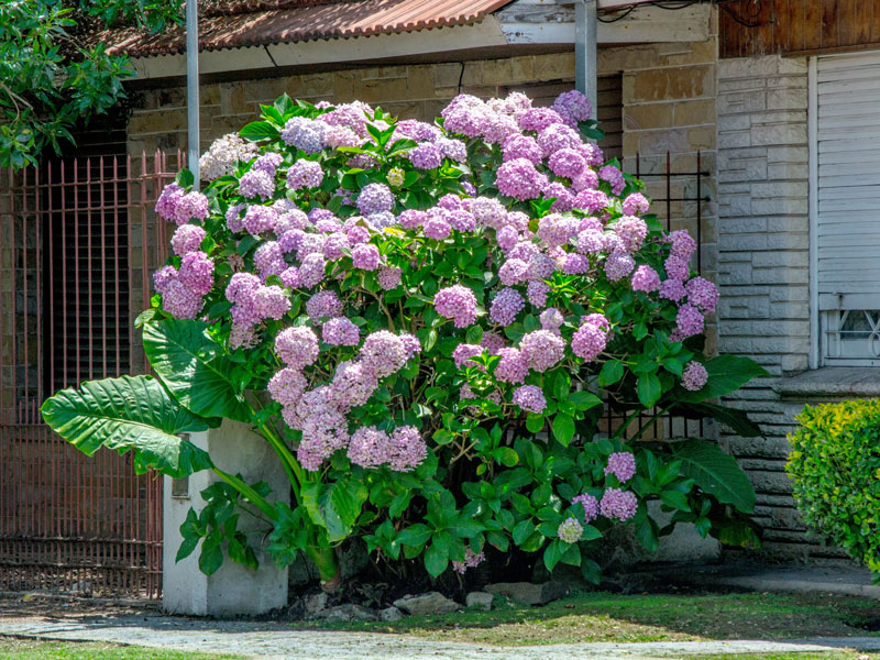 Hydrangea arborescens 'Pink Annabelle', Ball-Hortensie