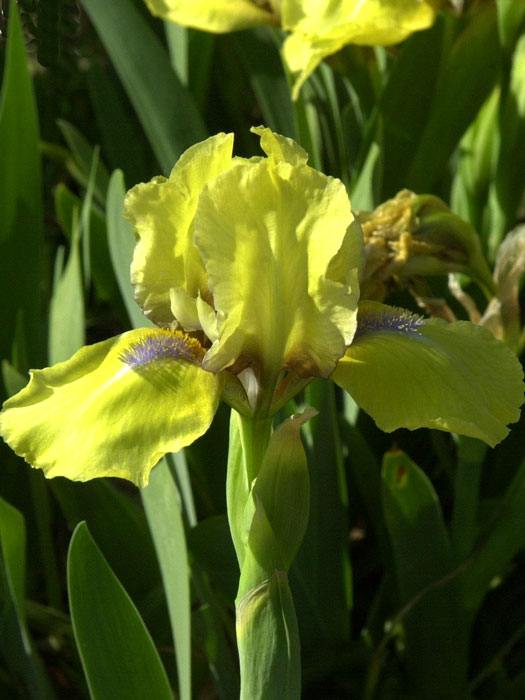 Iris x barbata-nana 'Baria', Zwerg-Bartiris, Zwerg-Schwertlilie