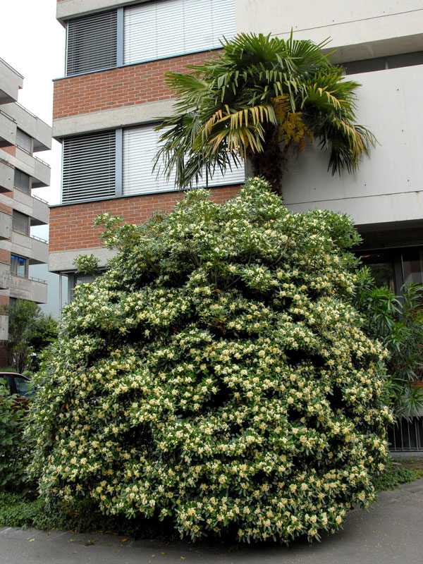 Pittosporum tobira, chinesische Klebsame