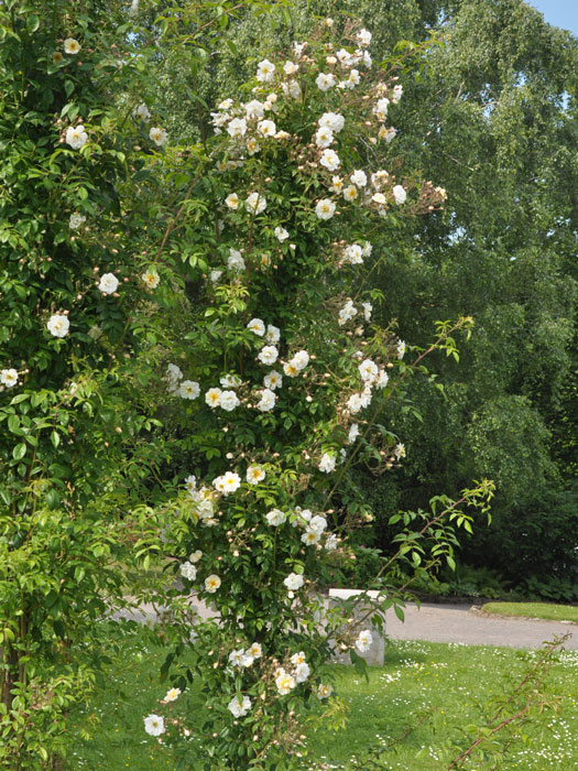 Ramblerrose Lykkefund