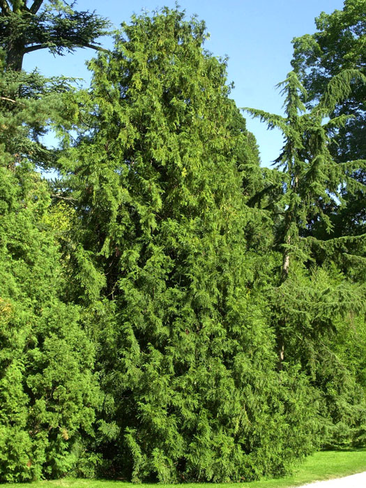 Hibalebensbaum als Solitärbaum im Garten