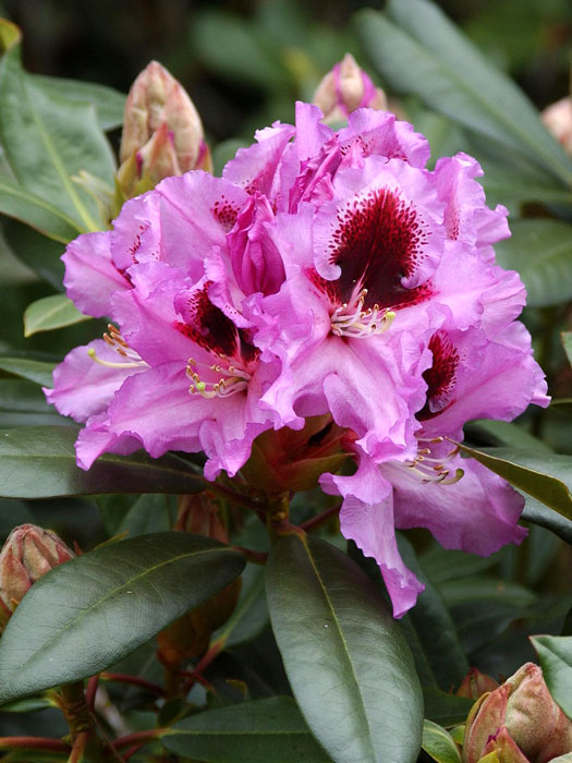 Rhododendron 'Kabarett' INKARHO®