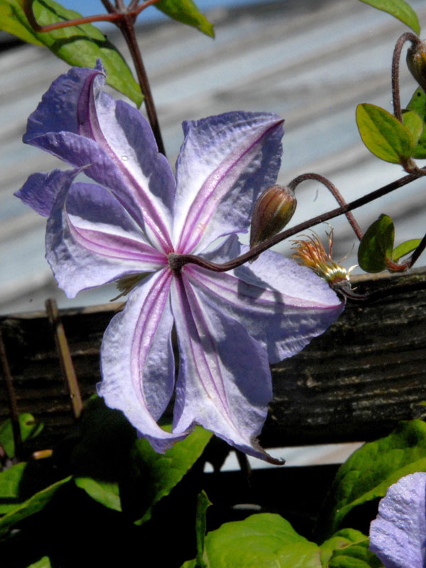 Clematis 'Prince Charles'