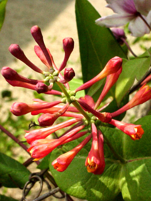 Roter Blütenstand des Geißblatts 'Dropmore Scarlett'