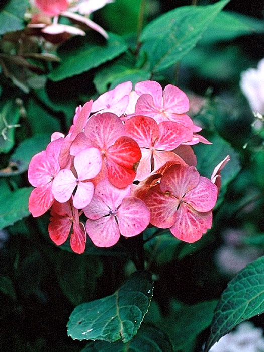 Bauern-Hortensie Preziosa