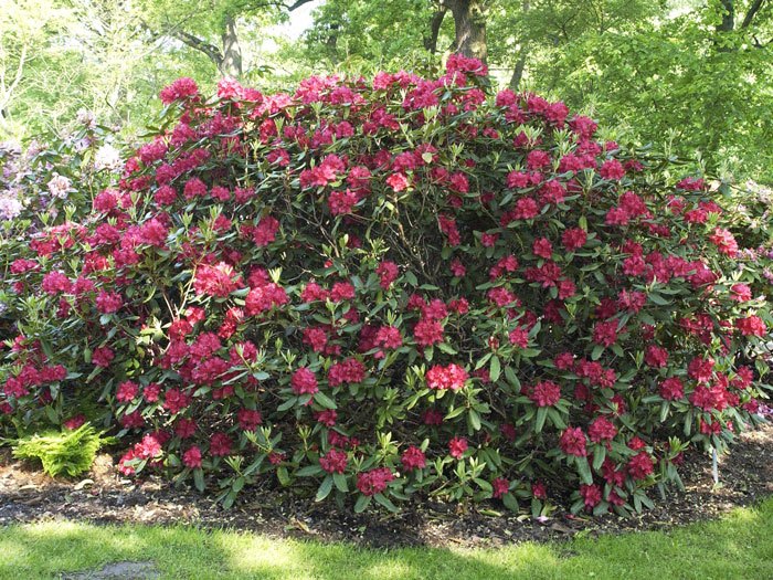 Rhododendron 'Hachmanns Feuerschein' INKARHO®