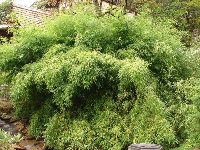 Phyllostachys humilis, Bronze-Bambus