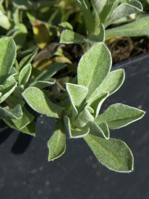 Antennaria dioica var. borealis (M), weißes Katzenpfötchen, wolliges Katzenpfötchen