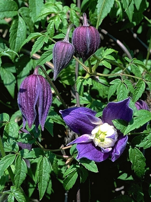 Die Clematis 'Frances Rivis'