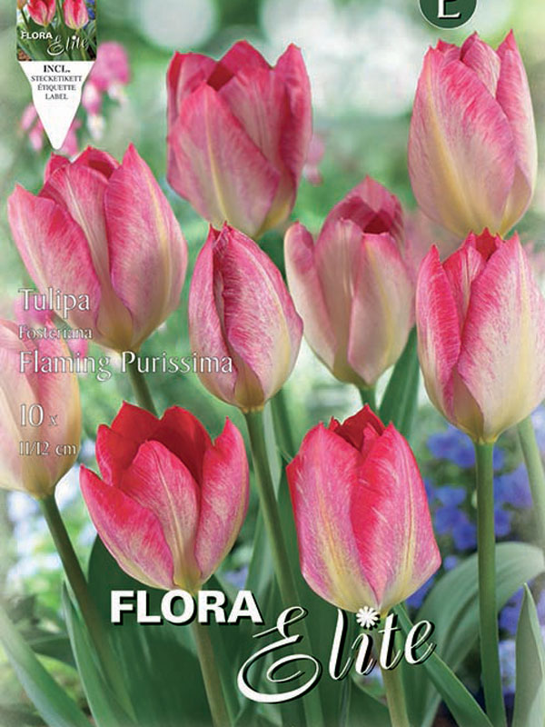 Tulpe Flaming Purissma