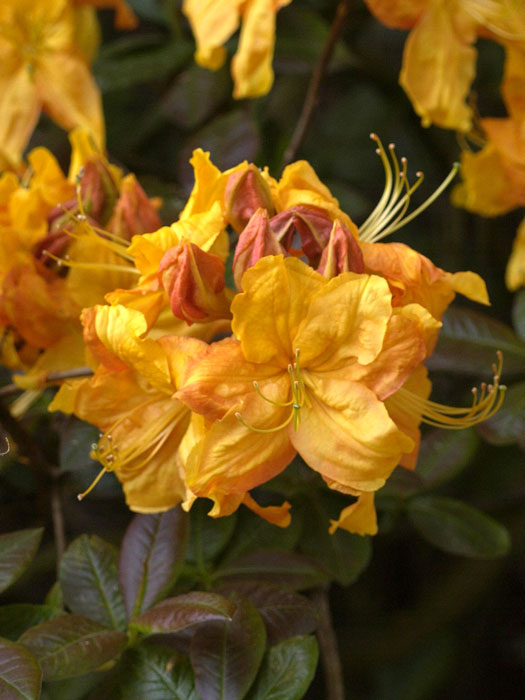 Rhododendron luteum 'Klondyke', sommergrüne japanische Gartenazalee