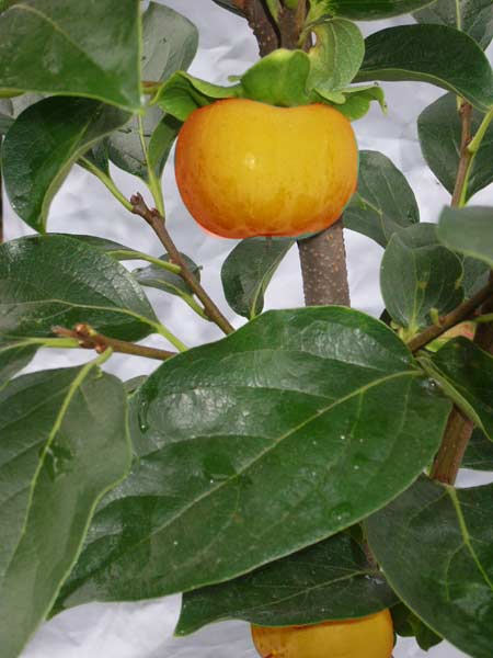 Kaki 'Ragno', Kaki-Baum auch Persimone oder Sharonfrucht