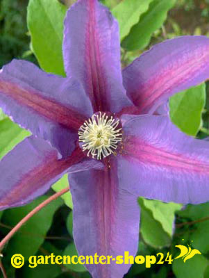 Zweifarbige Blüte der Clematis 'Barbara Jackmann'