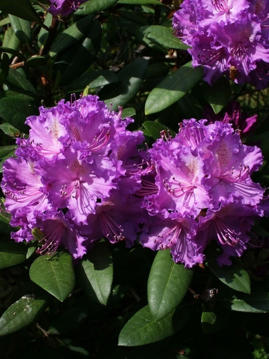 Rhododendron 'Alfred'