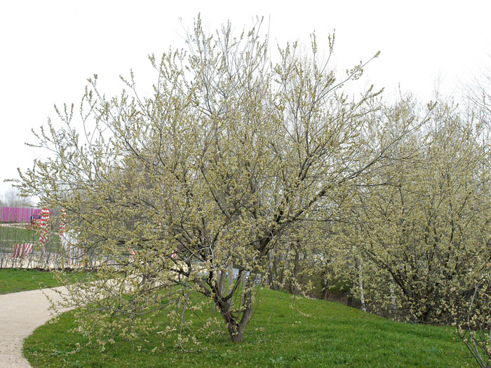 Palmweide Solitärstrauch