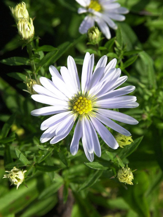 Aster dumosus 'Apollo', Weiße Kissen-Aster, Herbst-Aster