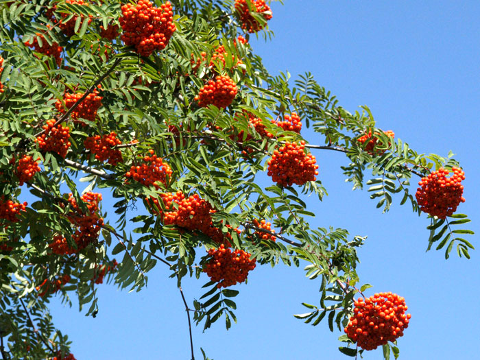 Sorbus aucuparia, Eberesche, Vogelbeere