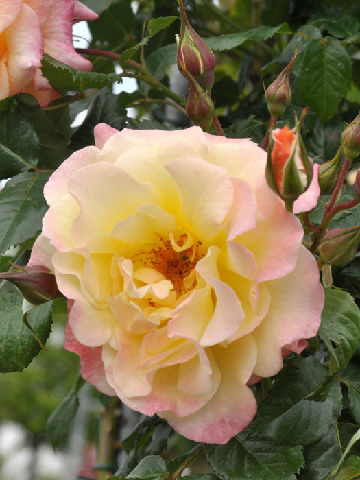 Blühende Rose Moonlight