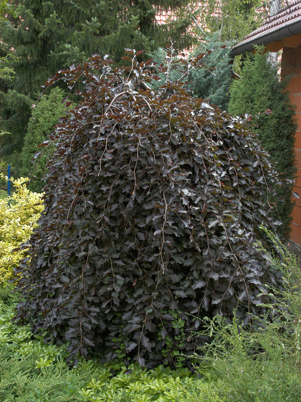 Fagus sylvatica 'Purpurea Pendula', Schwarzrote Hängeblutbuche