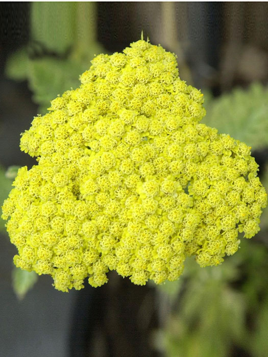 Achillea clypeolata 'Moonshine', Goldquirl-Garbe