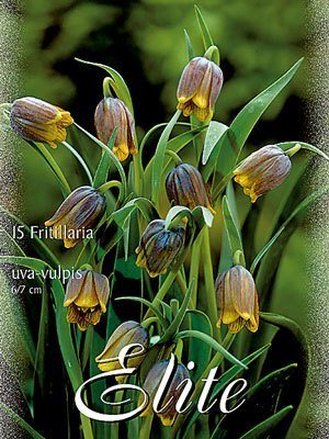 Kaiserkrone 'Uva-Vulpis', Fritillaria (Art.Nr. 596770)