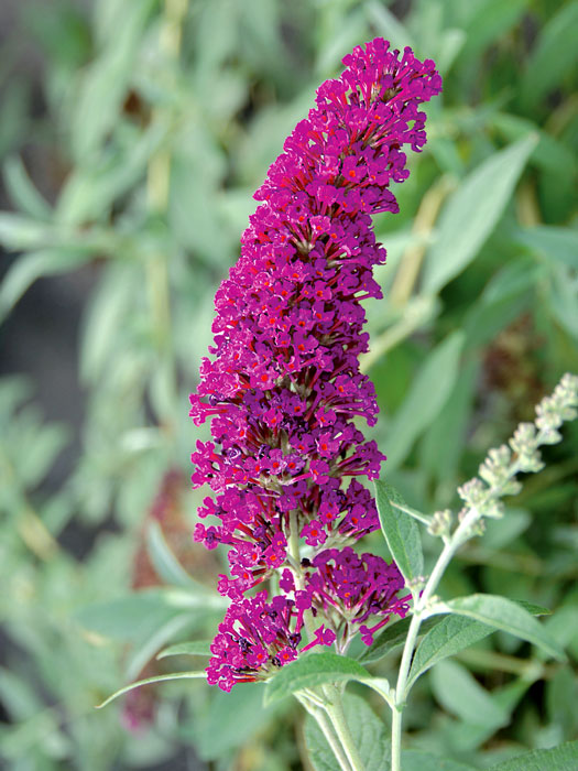 Magentafarbene Blüte des Zwerg-Sommerflieders 'Velvet'