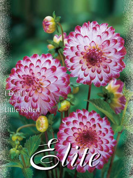 Pompon-Dahlie 'Little Robert', Dahlia (Art.Nr. 520442)