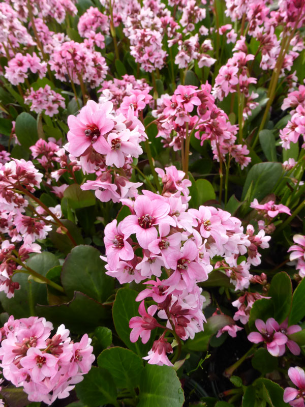 Bergenia cordifolia 'Pink Dragonfly', Bergenie