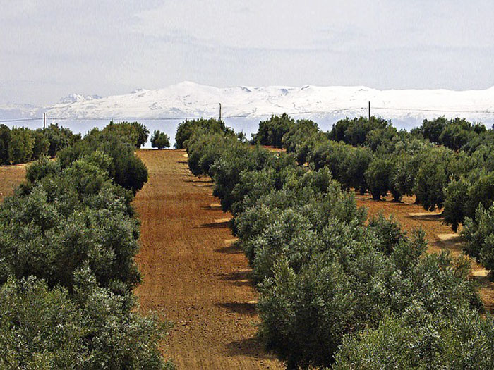 Olea europaea, Oliven-Stämmchen