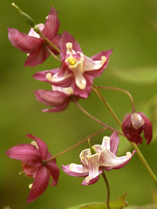 Die mehrfarbige Blüte der roten Elfenblume