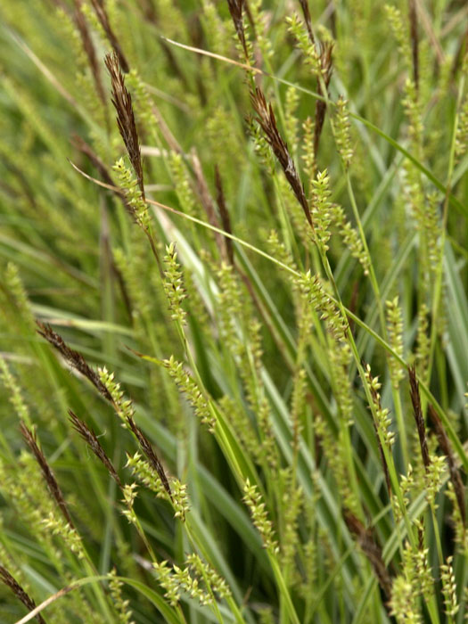 Carex morrowii 'Variegata' (M), Weißrandige Japan-Segge