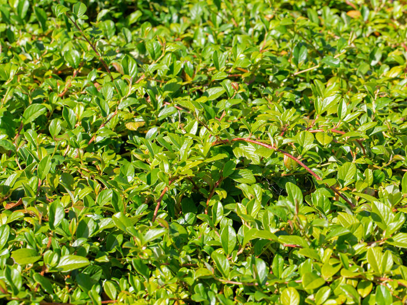 Cotoneaster dammeri radicans, Teppichmispel, Zwergmispel