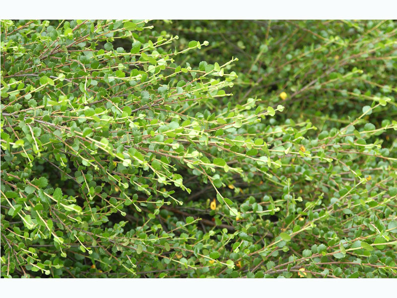 Betula nana, Zwergbirke, Polarbirke