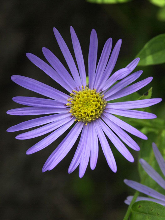 Aster amellus 'Rudolf Goethe', Bergaster, Amellusaster