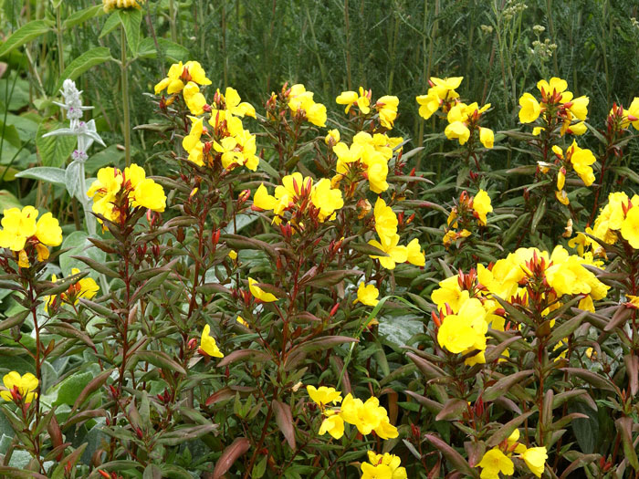 Oenothera fruticosa 'Sonnenwende', Nachtkerze