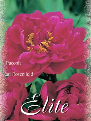 Pfingstrose 'Karl Rosenfield', Paeonia (Art.Nr. 521904)