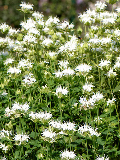 Monarda fistulosa 'Schneewittchen' (M), Indianernessel