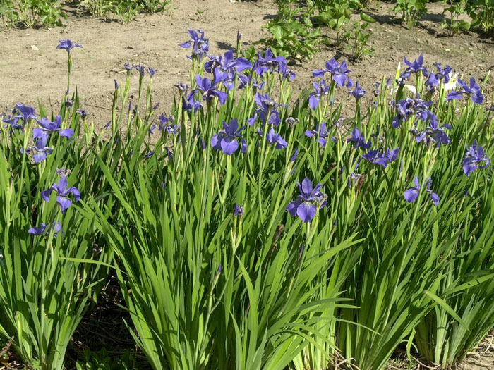 Iris sibirica 'My Love', Wiesen-Schwertlilie, Wiesen-Iris