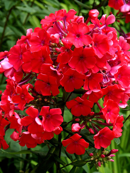 Phlox paniculata 'Starfire' (M), Flammenblume, Sommerphlox